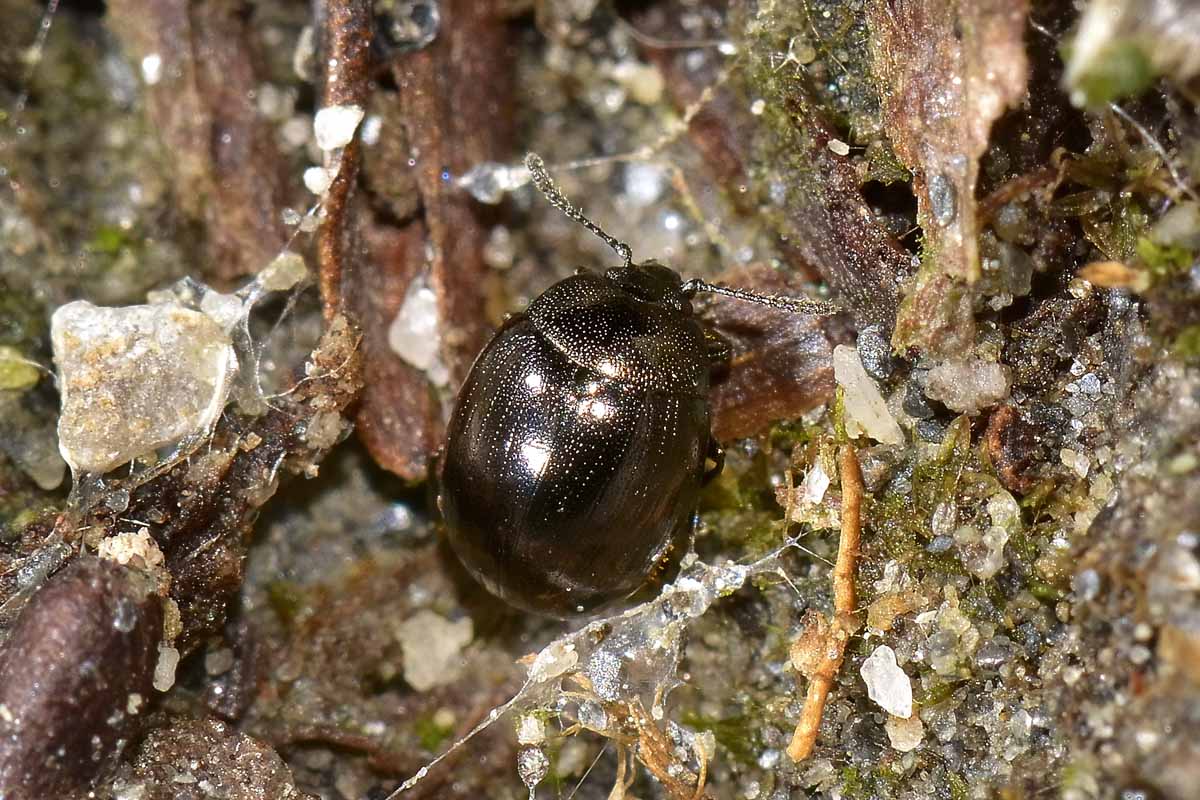 Phaedon sp., Chrysomelidae